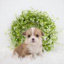 우아한강아지 이미지