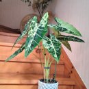 알로카시아 이미지