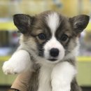 개밥나라 이미지