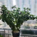 (주)하나마이 이미지