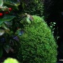 인간과허브 이미지