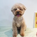 삐삐앤몽 이미지