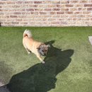 멍멍이 과자점 이미지