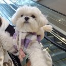 코코스퀘어 애견미용 이미지