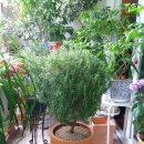 로즈마리 화원 이미지