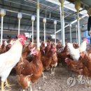 영춘농장 이미지