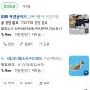 나나애견미용 | 수원 애견놀이터&amp;수영장 888펫타운(도그플레이풀)