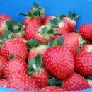 행복한 딸기농장 이미지