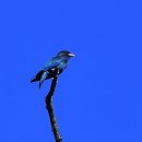 파랑새 - 남구 | 파랑새