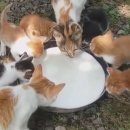 데미샘꿈그린 이미지