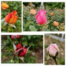 ⚘️장미 수국....이 만발한 꽃들의 정원🌿 이미지