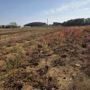 신도시 가로수 들어가쟈 이미지