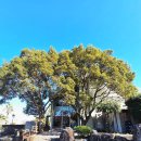 선흘곶 제주동쪽맛집 <b>선흘곶</b> 식당 & 만디와산 브런치 카페