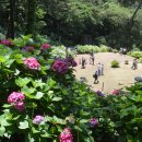 왕피천관광농원 | 6월 여행. 추천 명소 베스트. 바다 섬 계곡 수국 장미. 가볼만한 곳. 부산알림이 심쿵