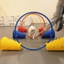 헬로멍뭉 이미지