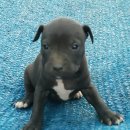 호동이농장 이미지