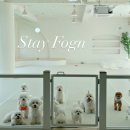 포근(FOGN) 네이버블로그