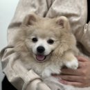 토실이네 애견 이미지