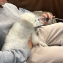 베를린 동물치과센터 이미지