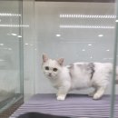 도로시펫강아지고양이