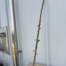 샤인농부협동조합 | 파주산림조합 묘목 구매 후기｜매실나무 식재와 과수나무 키우기 기록