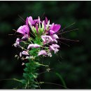 맨드라미농장 이미지