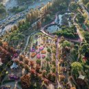 수십만 송이가 한꺼번에 피었습니다&#34; 지금이 절정인 가을꽃축제 이미지