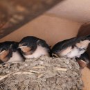 제비식당 이미지