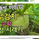 과일무 수확과 모종부터 키우기 과정 (과일무 콩나물 무밥 만들기) 이미지