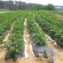 짱구2농장 이미지