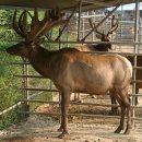 동인사슴농원 이미지