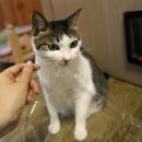 기미상궁 이미지