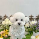 멍발소 | 광주 남구 진월동 애견미용실[멍발소]다녀온 후기(feat.픽&amp;드랍이용&amp;두부일상)