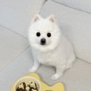 미소댕댕 | [반려견] 댕댕백세 애완동물 식기ㅣ밥을 빨리먹어서 맨날 켁켁거리는 강아지에게 좋을 강아지식기 추천