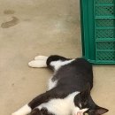 쉬리농장 이미지