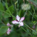 창평국밥 이미지