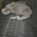 함께냥 대전점 | 고양이 미용샵 추천 [함께냥 대전점]