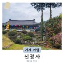 신광사 | 경남 거제 사찰 겹벚꽃 명소 신광사 (+ 개화상태 주차 위치 볼거리)