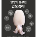 갑오징어짱 이미지