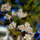 4월7일(일) 봄길 트레킹&봄나물채취와 제철음식~* 이미지
