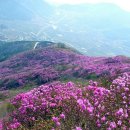 4월5일(수),여수 영취산 대구경북3040산악회 꽃놀이 산행벙개 이미지