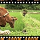 워낭소리 이미지