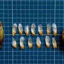 춘목 농장 이미지