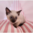 도그마루 고양이 강아지 무료분양 이미지