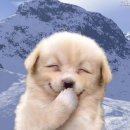 웃는 강아지 이미지