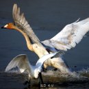 학-비상 이미지