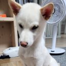 익산산업동물병원 이미지