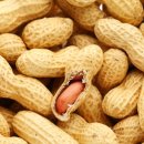 땅콩이네 이미지