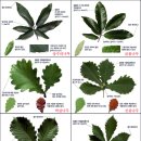 참나무 6형제 - 잎, 열매, 표피로 구별하기 이미지