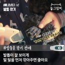 릴리네 애견미용실 이미지
